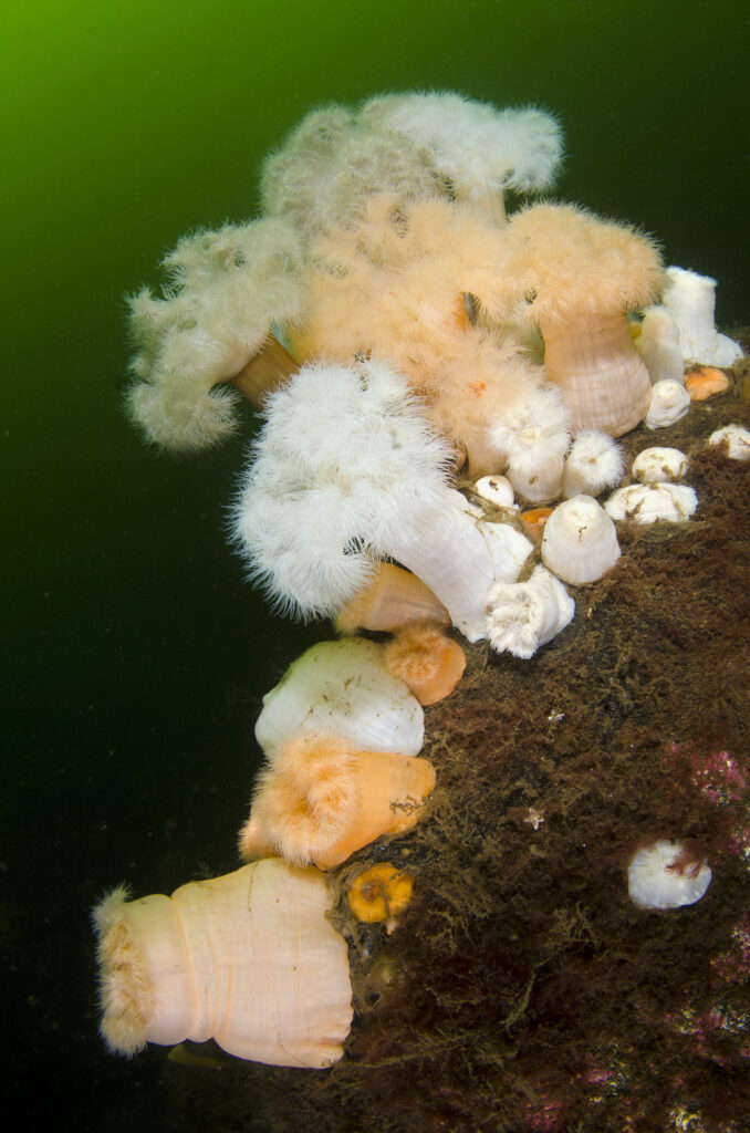 Short plumose anemones (Metridium senile) growing on the wall of a sealoch, this species favours areas of strong current. The white and orange individuals are the same species, Loch Long, Argyll and Bute, Scotland, British Isles.
