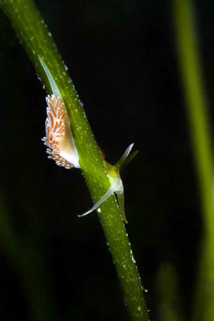 A colourful nudibranch (Facelina auriculata) searching for its food of small hydroids by climbing on a blade of seagrass (eelgrass: Zostera marina) meadow. Helford Estuary, Cornwall, England, British Isles.