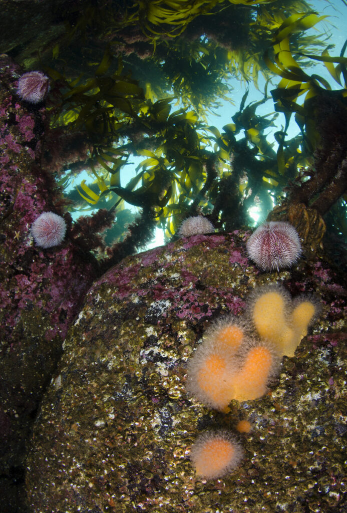 The soft coral, dead man's fingers (Alcyonium digitatum), and common sea urchins (Echinus esculentus) on boulders beneath a canopy of kelp. Rosehearty, Aberdeen, Scotland, British Isles. Moray Firth, North Sea.