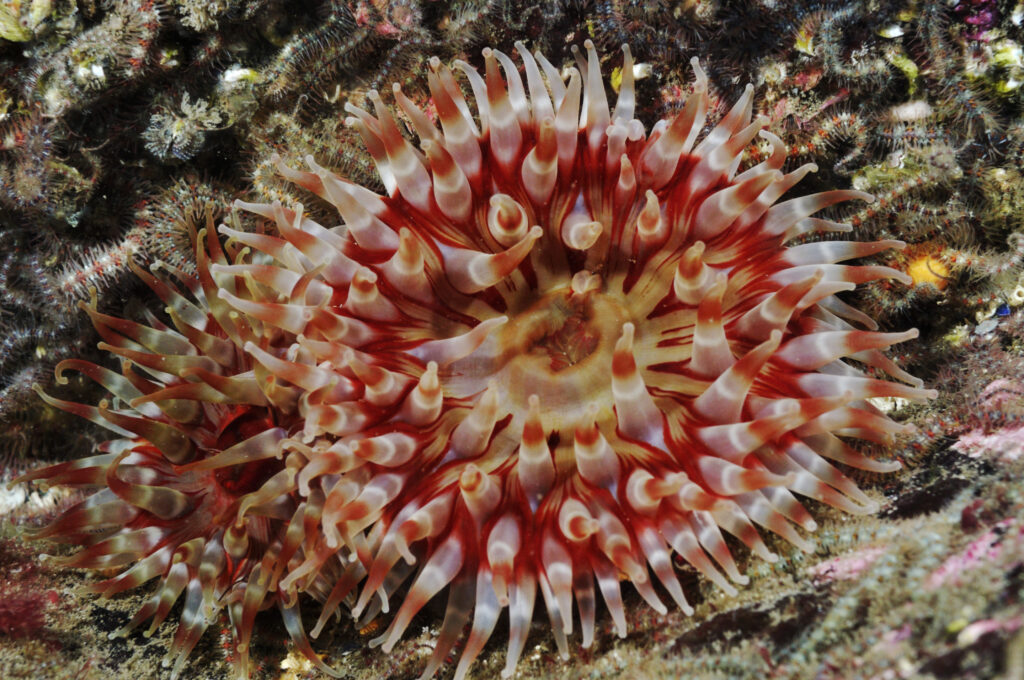 Dahlia anemone (Urticina felina), on brittlestar bed of Common brittlestars (Ophiothrix fragilis), Scotland: Berwickshire, St Abbs (St Abbs and Eyemouth Voluntary Marine Reserve), August